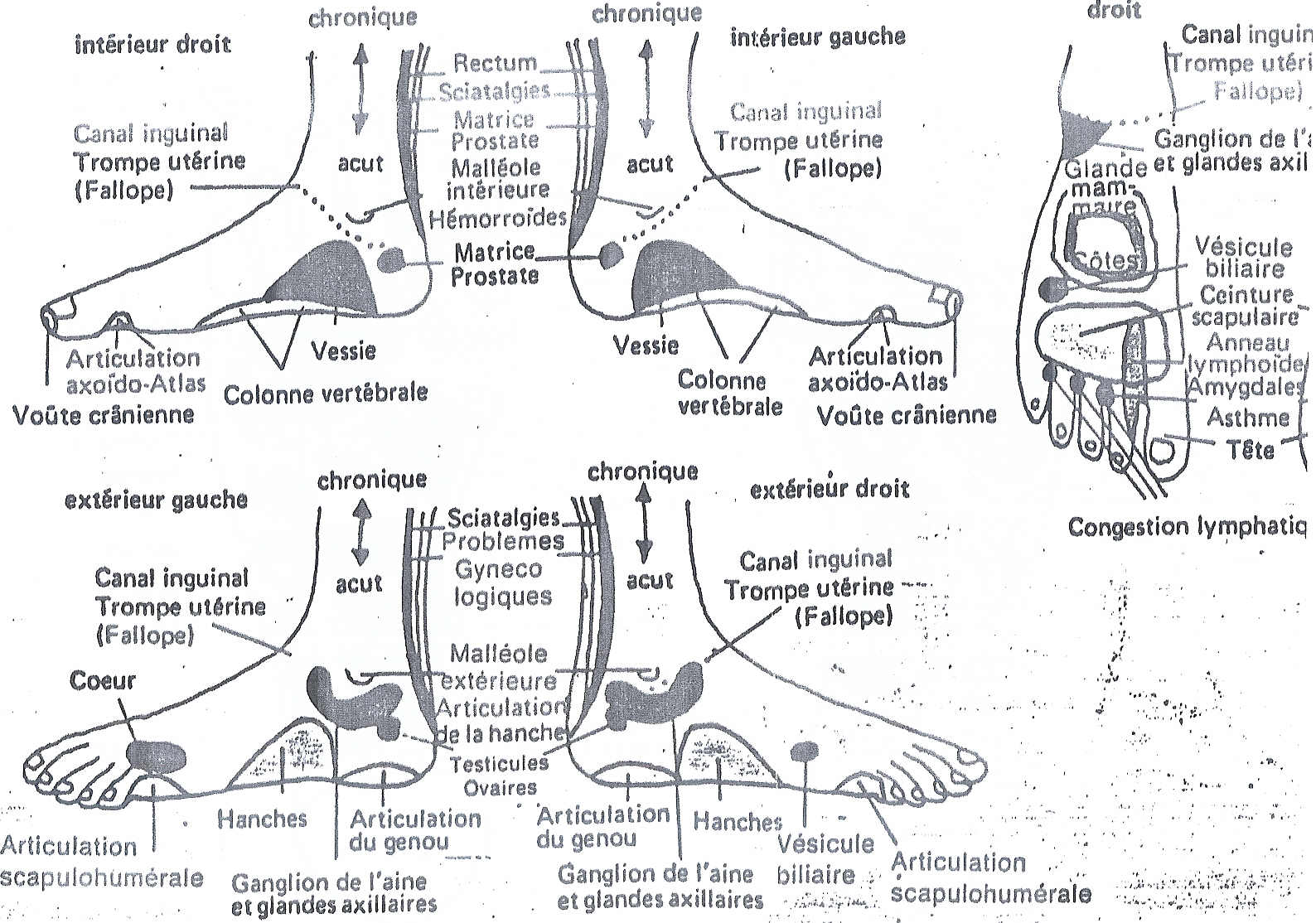 ZONES REFLEXES DES PIEDS - anatomie dessous pied